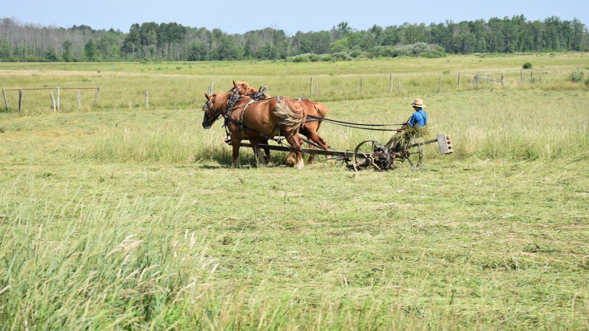 Cutting Hay Amish Trail